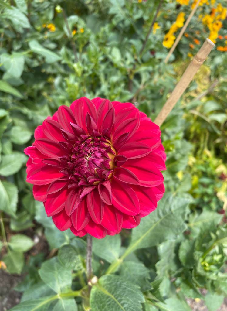 Plant name: Dahlia Dahlia  